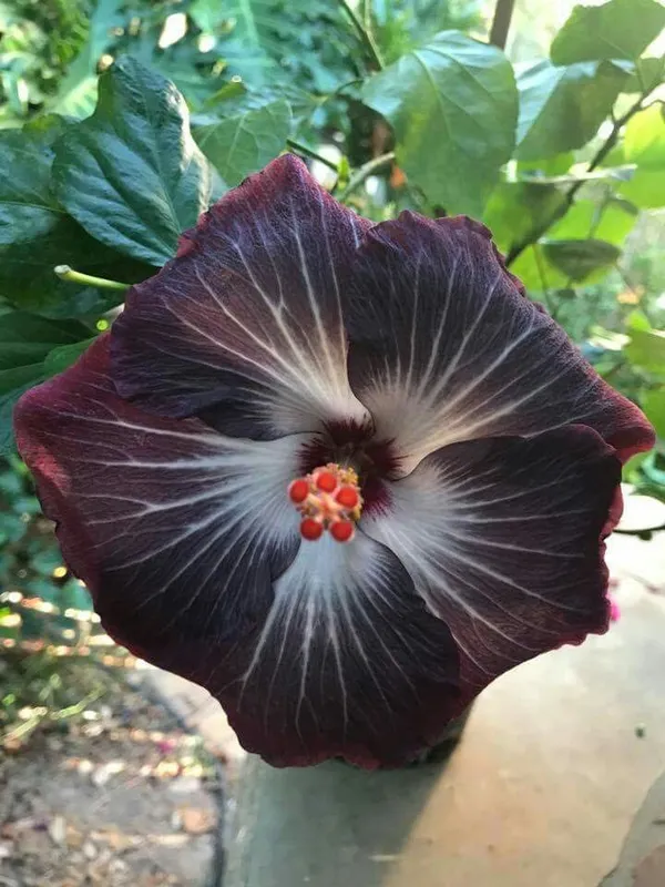 American_Black_Hibiscus_Grafted_Flower_Plant_(_Pack_Of_1)
