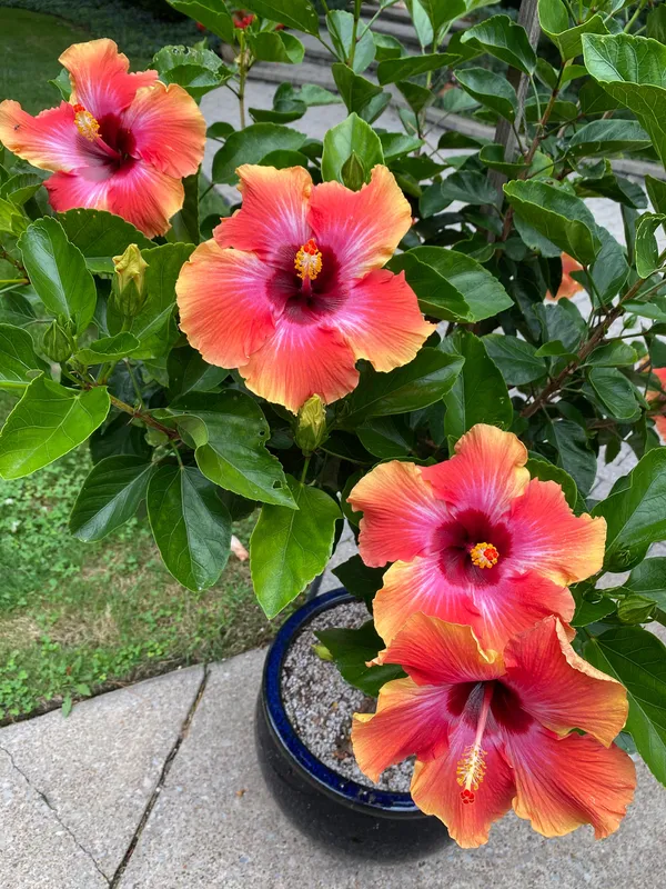 American_Hibiscus_Flowering_Plant_&_Tree_For_Home_Decoration/Gardening_Bicolor_Hibiscus_Flower_Plant_(Grafted,_Pack_Of_1)