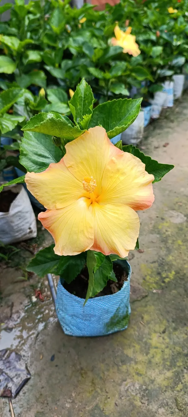American_Hybrid_Yellow_Hibiscus_Flowering_Plant_For_Home_Gardening_(Pack_Of_1)