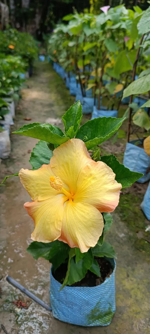 American_Hybrid_Yellow_Hibiscus_Flowering_Plant_For_Home_Gardening_(Pack_Of_1)