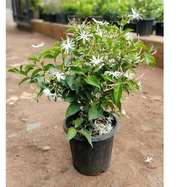 Angel_Wing_Jasmine_?_Creepers_&_Climbers_1.5-3.5_Ft_Hybrid_Plant_(Pack_Of_1)