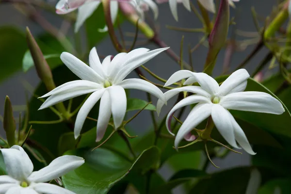 Angel_Wing_Jasmine_?_Creepers_&_Climbers_1.5-3.5_Ft_Hybrid_Plant_(Pack_Of_1)
