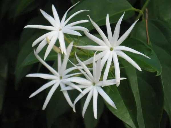 Angel_Wing_Jasmine_?_Creepers_&_Climbers_1.5-3.5_Ft_Hybrid_Plant_(Pack_Of_1)