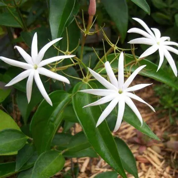 Angel_Wing_Jasmine_?_Creepers_&_Climbers_1.5-3.5_Ft_Hybrid_Plant_(Pack_Of_1)