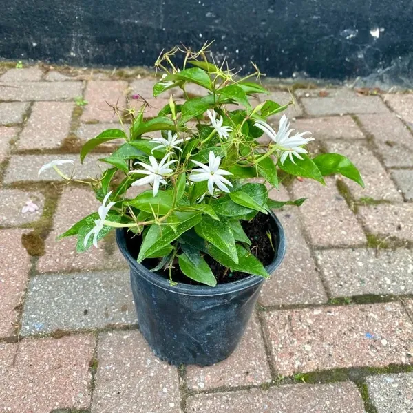 Angel_Wing_Jasmine_?_Creepers_&_Climbers_1.5-3.5_Ft_Hybrid_Plant_(Pack_Of_1)