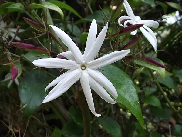 Angel_Wing_Jasmine_?_Creepers_&_Climbers_1.5-3.5_Ft_Hybrid_Plant_(Pack_Of_1)