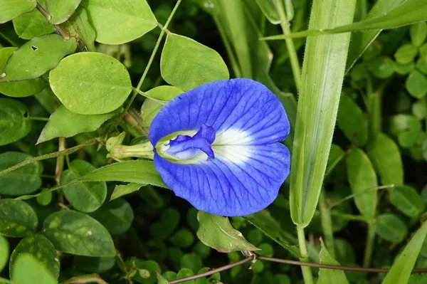 Aparajita_Blue_Flower_Plant_(1.5-3.5_Ft_Height)_For_Shrub/Bush/Home_Garden,_Pack_Of_1
