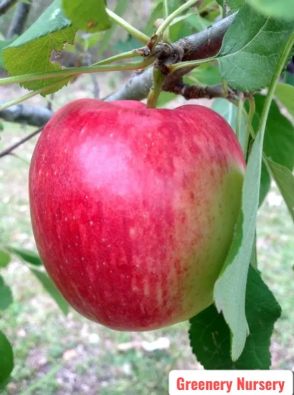 Apple_Plant_(Anna)_Grafted_Plant_Original_Variety_Especially_Hot/Warm_Climate