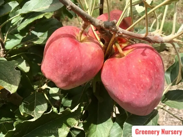 Apple_Plant_(Anna)_Grafted_Plant_Original_Variety_Especially_Hot/Warm_Climate