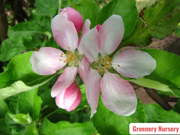 Apple_Plant_(Anna)_Grafted_Plant_Original_Variety_Especially_Hot/Warm_Climate
