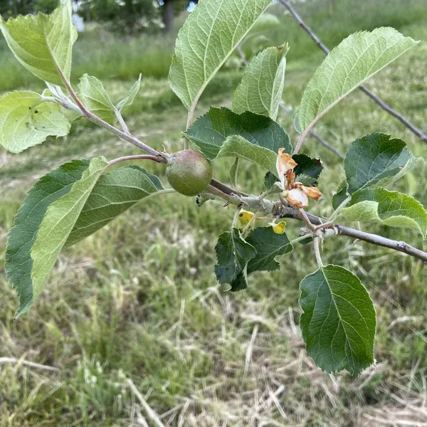 Apple_Plant_(Anna)_Grafted_Plant_Original_Variety_Especially_Hot/Warm_Climate