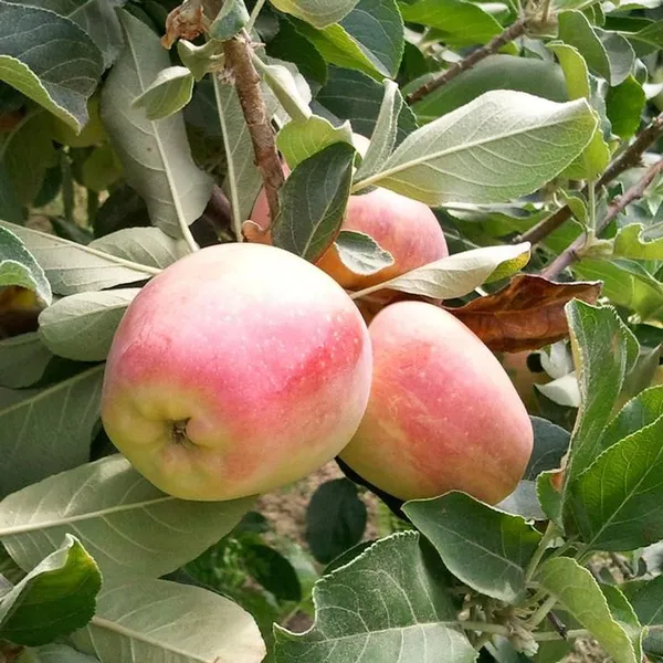 Apple_Plant_(Anna)_Grafted_Plant_Original_Variety_Especially_Hot/Warm_Climate