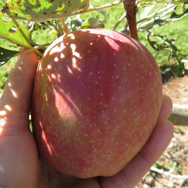 Apple_Plant_(Anna)_Grafted_Plant_Original_Variety_Especially_Hot/Warm_Climate