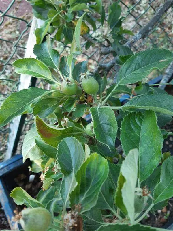 Apple_Plant_(Anna)_Grafted_Plant_Original_Variety_Especially_Hot/Warm_Climate