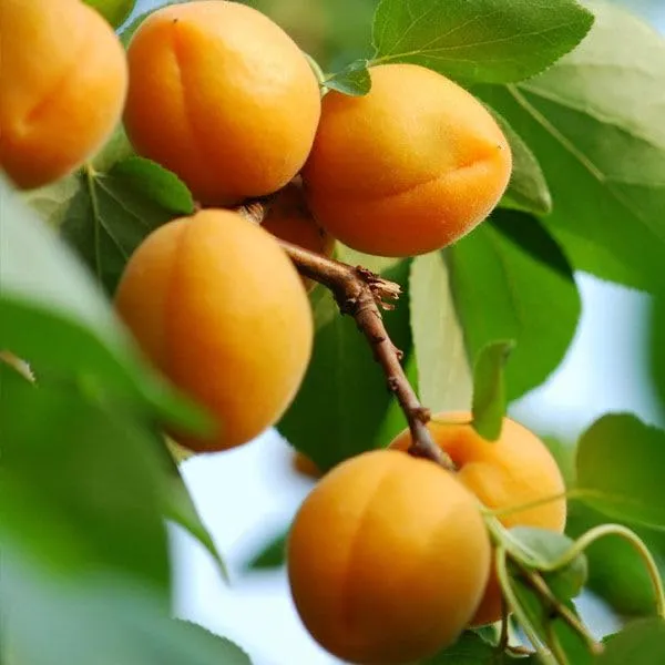 Apricot_Plant_Grafted_Hybrid_Tropical_Apricot__Plant_Pack_of_1_In_Poly_Bag_Verified_Quality