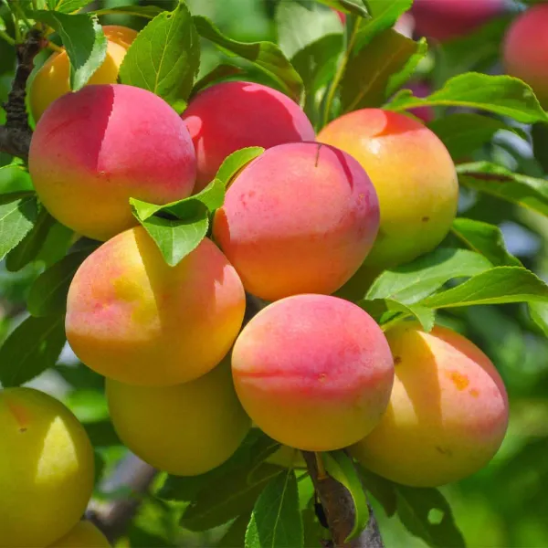 Apricot__1.5-3.5_Ft_Hybrid_Fruit_Plant_(Pack_of_1)