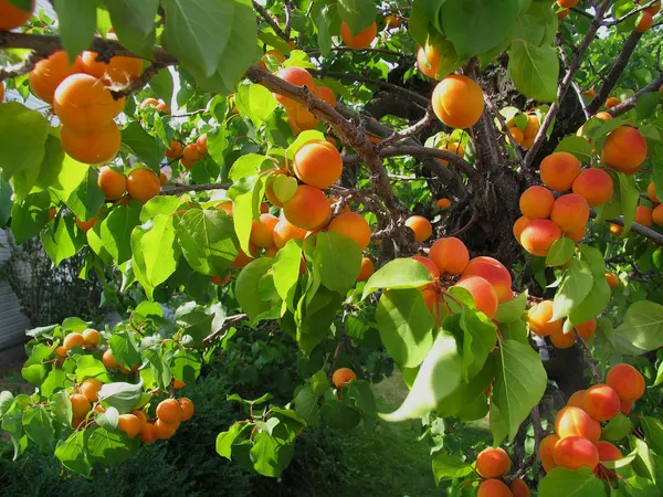 Apricot__1.5-3.5_Ft_Hybrid_Fruit_Plant_(Pack_of_1)