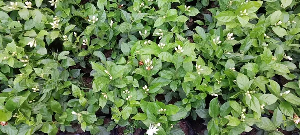 Arabian_Jasmine_Highly_Fragrant_Flowering_Rare_Plant