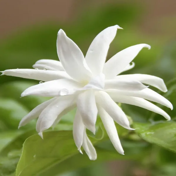 Arabian_Jasmine_Highly_Fragrant_Flowering_Rare_Plant
