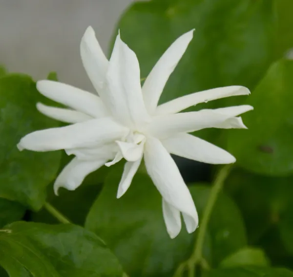 Arabian_Jasmine_Highly_Fragrant_Flowering_Rare_Plant