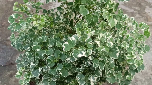 Aralia_(Air_Purifying)_Indoor_Plant_(1.5-2.5_Ft_Hight)_For_Your_Sweet_Home_Decoration_&_Gardening_(Pack_Of_1)