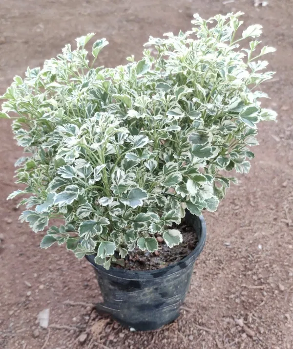 Aralia_(Air_Purifying)_Indoor_Plant_(1.5-2.5_Ft_Hight)_For_Your_Sweet_Home_Decoration_&_Gardening_(Pack_Of_1)
