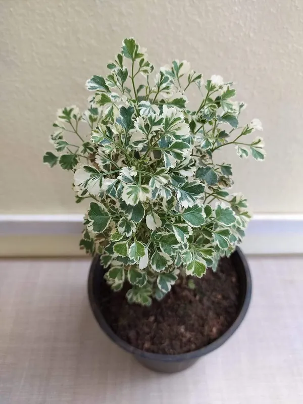 Aralia_(Air_Purifying)_Indoor_Plant_(1.5-2.5_Ft_Hight)_For_Your_Sweet_Home_Decoration_&_Gardening_(Pack_Of_1)