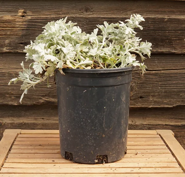 Artemisia_Stelleriana_(Silver_Brocade)_Indoor_Plant