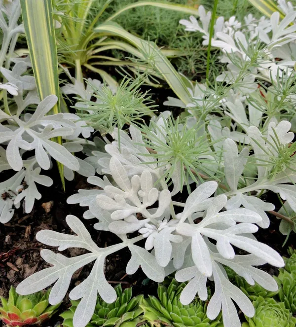 Artemisia_Stelleriana_(Silver_Brocade)_Indoor_Plant