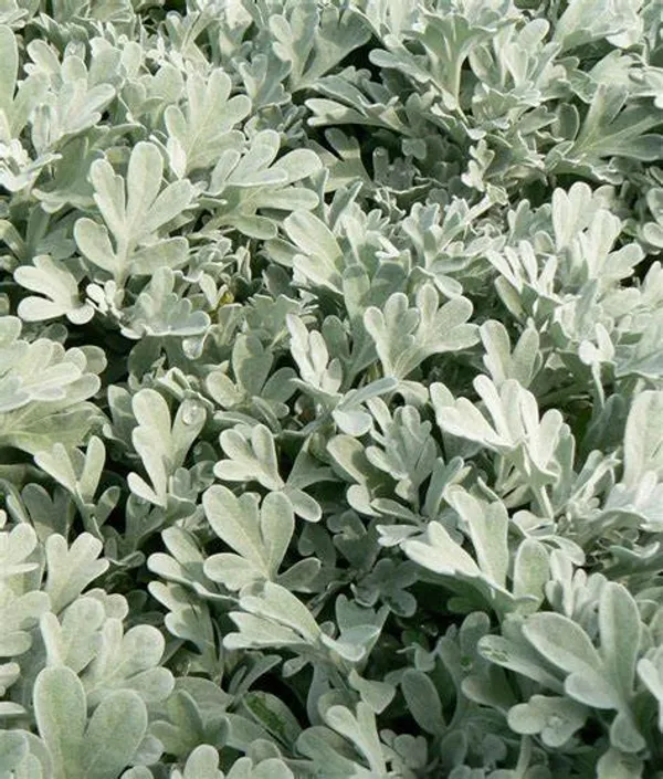 Artemisia_Stelleriana_(Silver_Brocade)_Indoor_Plant