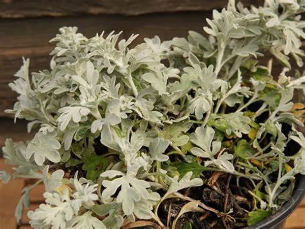 Artemisia_Stelleriana_(Silver_Brocade)_Indoor_Plant