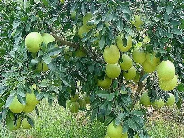 Assembly_Jambura_Pomelo_Gaint_Chakotra_Batabi_Lebu_Kambili_Naranga_Fruit_(Air_Layering/Grafted)__Plants_&_Tree_(Pack_of_1)
