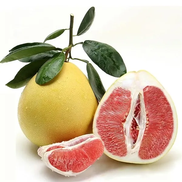 Assembly_Jambura_Pomelo_Gaint_Chakotra_Batabi_Lebu_Kambili_Naranga_Fruit_(Air_Layering/Grafted)__Plants_&_Tree_(Pack_of_1)