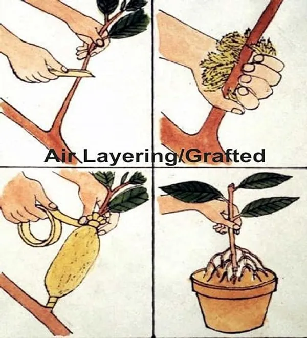 Assembly_Jambura_Pomelo_Gaint_Chakotra_Batabi_Lebu_Kambili_Naranga_Fruit_(Air_Layering/Grafted)__Plants_&_Tree_(Pack_of_1)