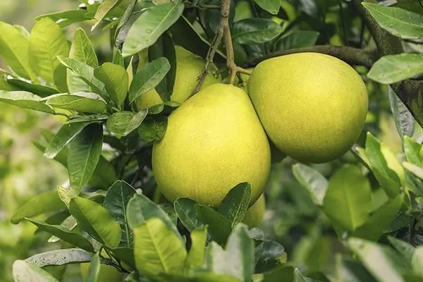 Assembly_Jambura_Pomelo_Gaint_Chakotra_Batabi_Lebu_Kambili_Naranga_Fruit_(Air_Layering/Grafted)__Plants_&_Tree_(Pack_of_1)