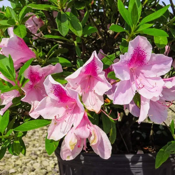 Australian_Azalea_(Grafted)_Flowering_Plant_&_Tree_For_Your_Shrub/Bush/Home_Garden_Bicolor_Azalea_Plant_(Hybrid,_Pack_Of_1)