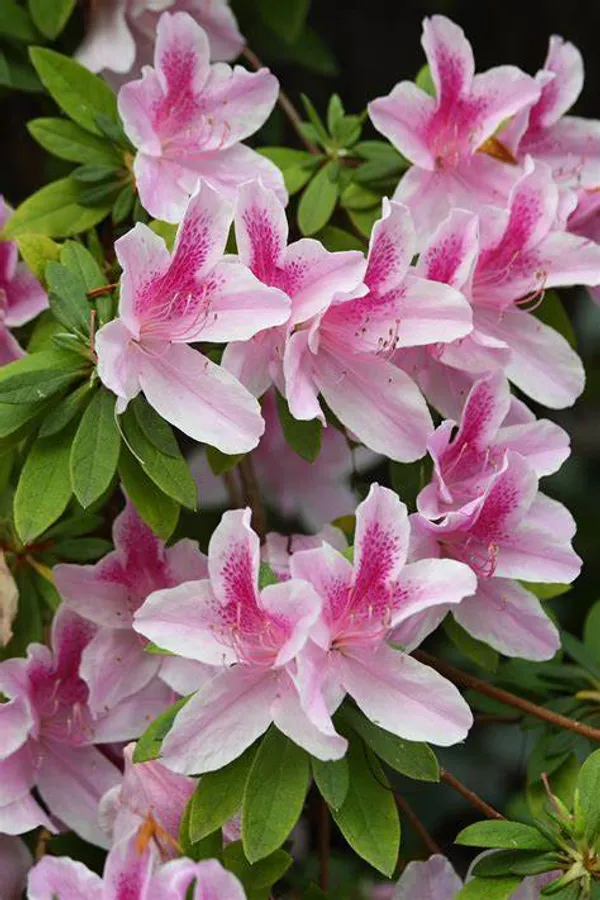 Australian_Azalea_(Grafted)_Flowering_Plant_&_Tree_For_Your_Shrub/Bush/Home_Garden_Bicolor_Azalea_Plant_(Hybrid,_Pack_Of_1)