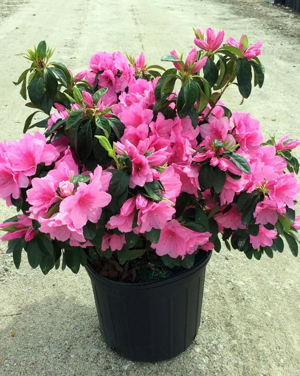 Australian_Pink_Azalea_Flower_Plant_For_Home_Gardening_(Hybrid,_Pack_Of_1)