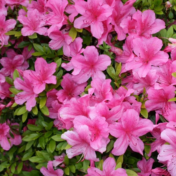 Australian_Pink_Azalea_Flower_Plant_For_Home_Gardening_(Hybrid,_Pack_Of_1)