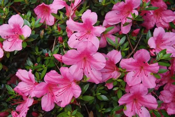 Australian_Pink_Azalea_Flower_Plant_For_Home_Gardening_(Hybrid,_Pack_Of_1)