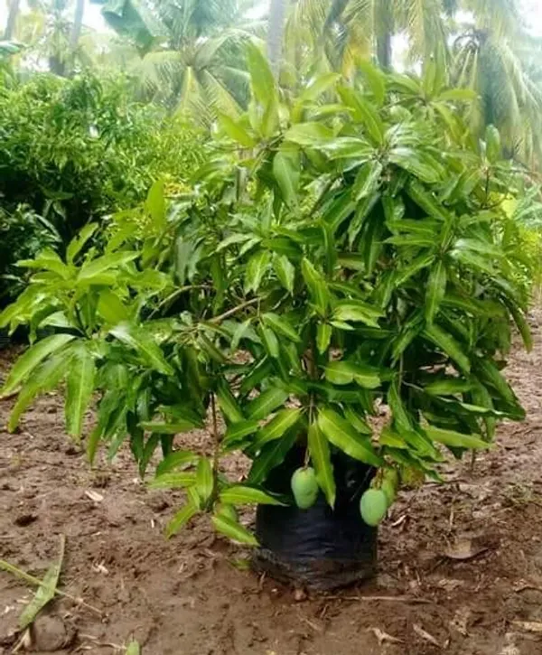 Australian_R2E2_Healthy_Mango_Fruit_Plant_&_Tree_(1.5-3.5_Ft_Hight)_For_Home_Gardening_(Hybrid,_Pack_Of_1)