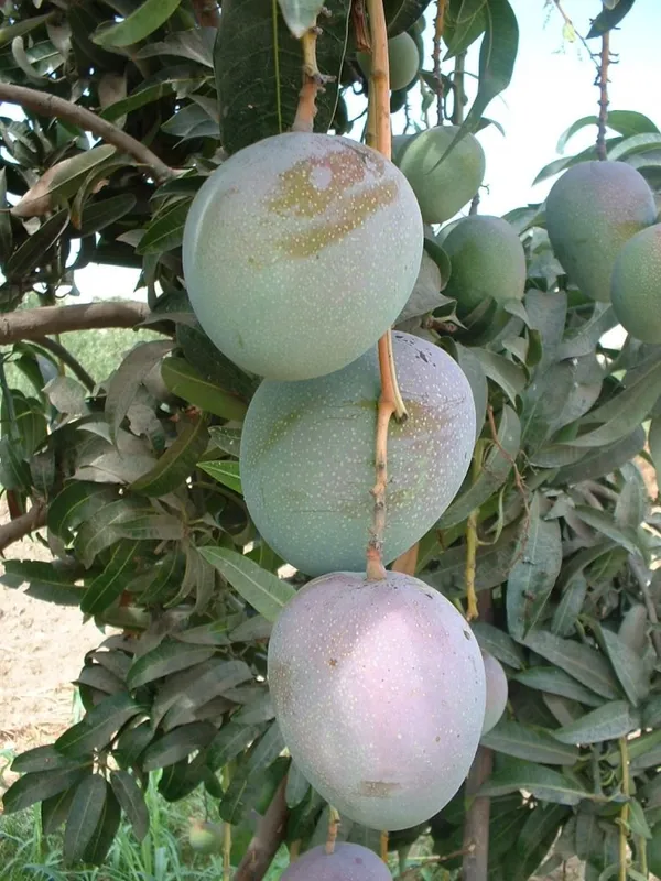 Australian_R2E2_Healthy_Mango_Fruit_Plant_&_Tree_(1.5-3.5_Ft_Hight)_For_Home_Gardening_(Hybrid,_Pack_Of_1)
