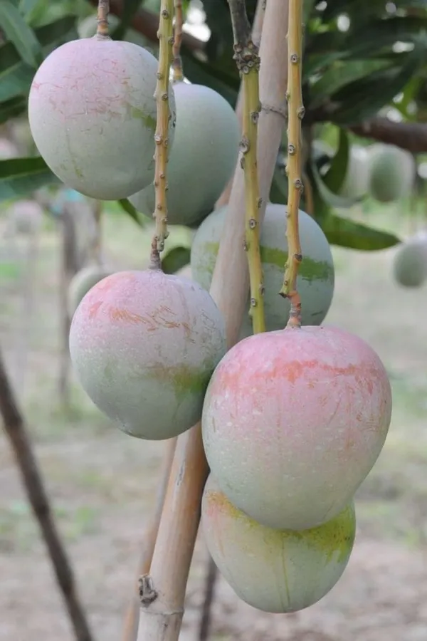 Australian_R2E2_Healthy_Mango_Fruit_Plant_&_Tree_(1.5-3.5_Ft_Hight)_For_Home_Gardening_(Hybrid,_Pack_Of_1)