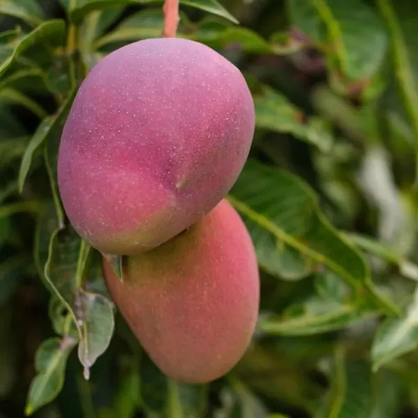 Australian_Red_Plamer_Hybrid_Mango_Fruit_Plant_&_Tree_(1.5-3.5_Hight)_For_Gardening_Healthy_Red_Plamer_Mango_Plant_(Air_Layering)_Pack_Of_1
