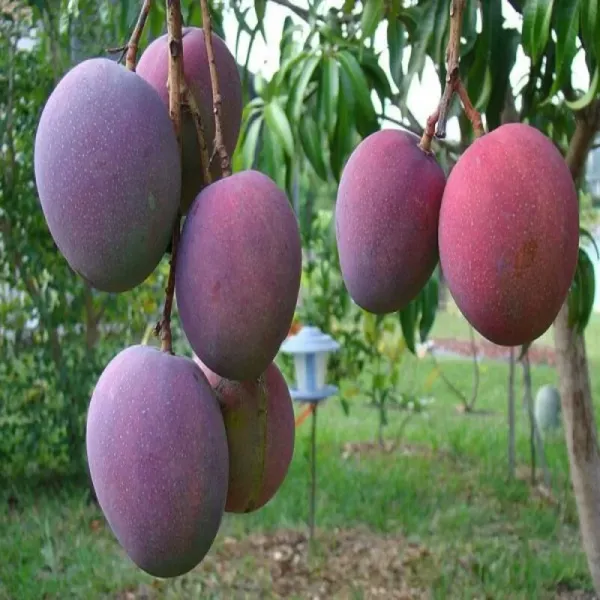 Australian_Red_Plamer_Hybrid_Mango_Fruit_Plant_&_Tree_(1.5-3.5_Hight)_For_Gardening_Healthy_Red_Plamer_Mango_Plant_(Air_Layering)_Pack_Of_1