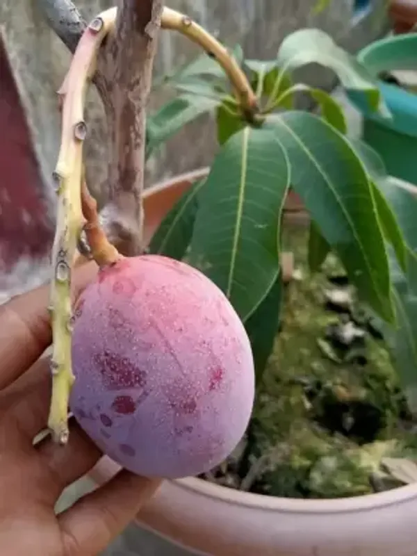 Australian_Red_Plamer_Hybrid_Mango_Fruit_Plant_&_Tree_(1.5-3.5_Hight)_For_Gardening_Healthy_Red_Plamer_Mango_Plant_(Air_Layering)_Pack_Of_1