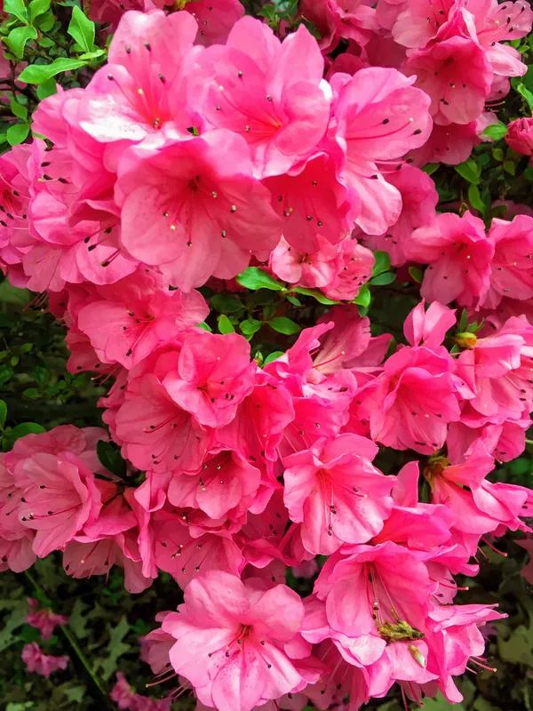 Australian_Variety_Deep_Pink_Azalea_Flower_Plant_For_Gardening_(Air_Layering,_Pack_Of_1)