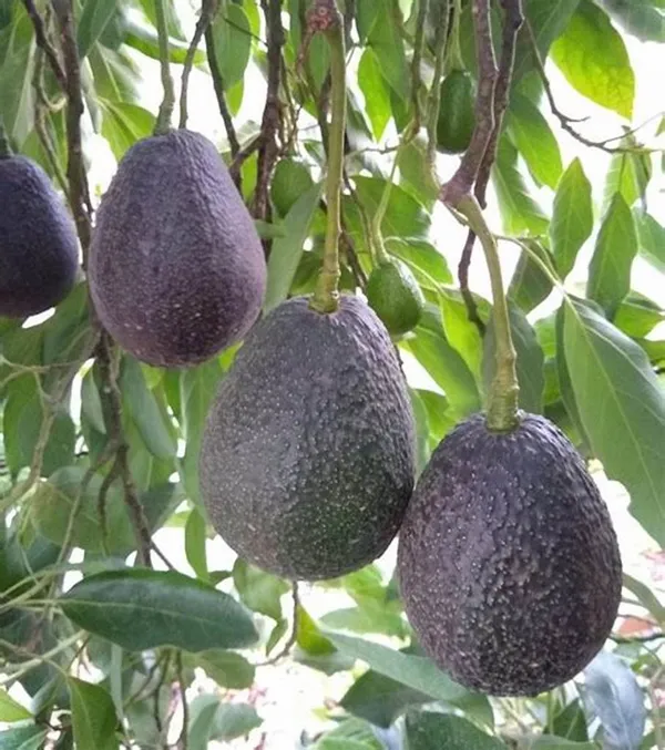 Avocado_Lamb_Hass_Variety_Self_Pollinating_Butter_Fruit_Grafted__Plants_&_Tree(1.5-2_Ft_Size)_Hybrid_Healthy_Plant_And_Tree