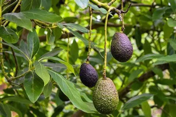 Avocado_Lamb_Hass_Variety_Self_Pollinating_Butter_Fruit_Grafted__Plants_&_Tree(1.5-2_Ft_Size)_Hybrid_Healthy_Plant_And_Tree