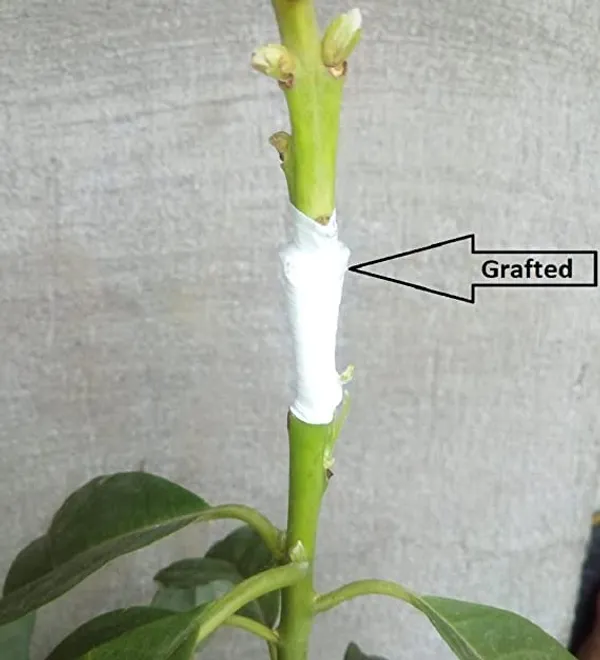Avocado_Miami_Red_Variety_Butter_Fruit_Grafted_Plants_&_Tree(1.5-2_Ft_Size)